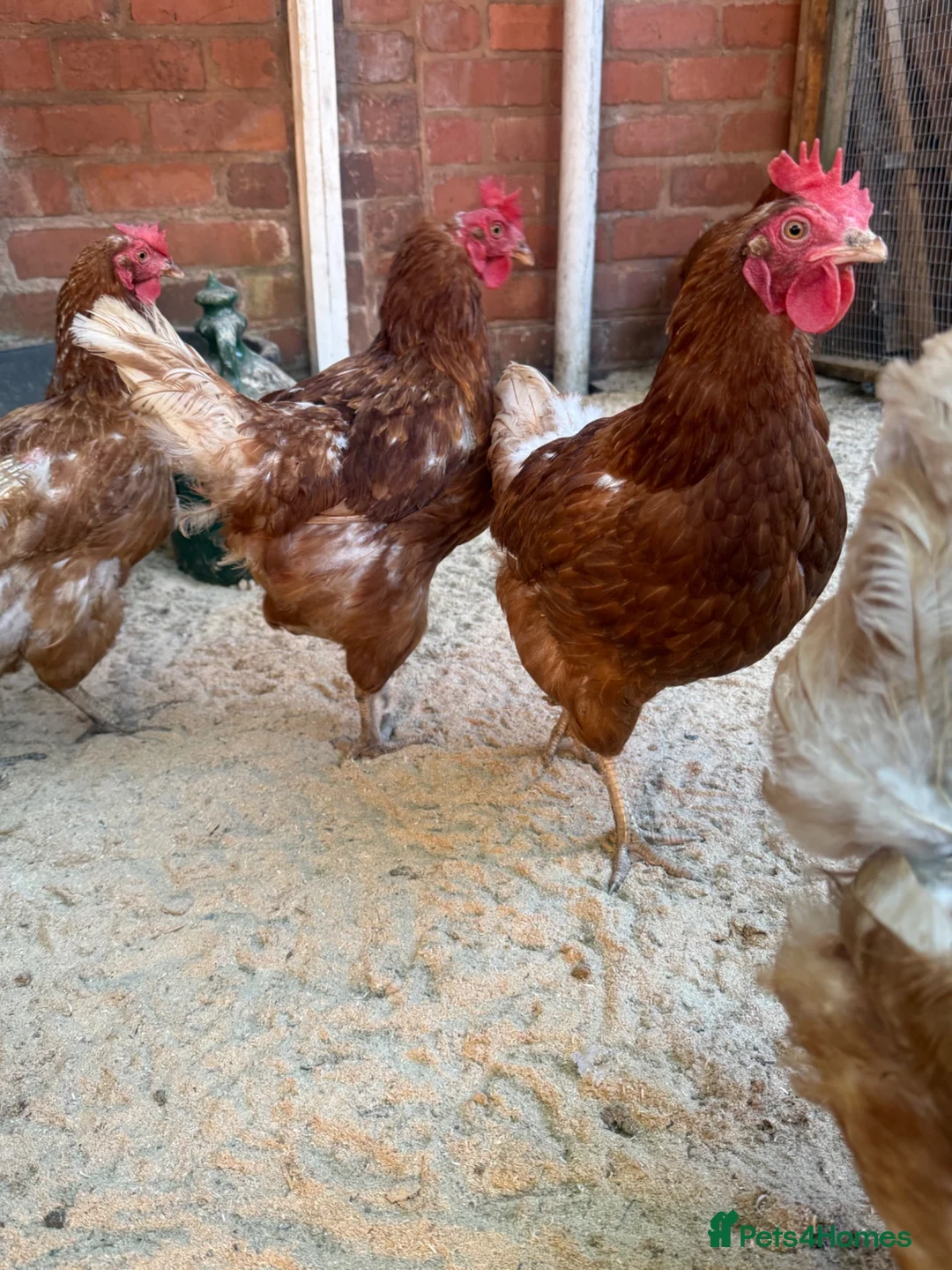 Chickens poultry for sale: Laying hens  - Advert 2