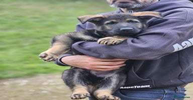 German Shepherd dogs - Advert 5