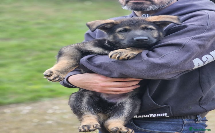 German Shepherd dogs - Advert 2