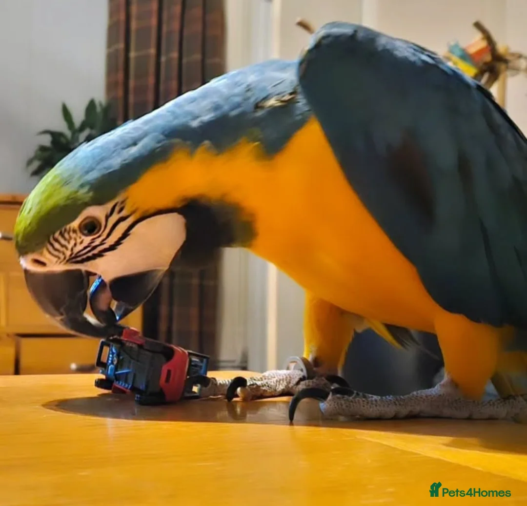 Macaws birds for sale: B&G Macaw  - Advert 2