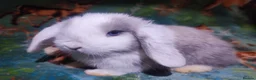 Mini Lop rabbits for sale: Baby Mini Lops - Advert 20