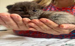 Mixed Breed cats for sale: Ragdoll X kitten for sale  - Image 1