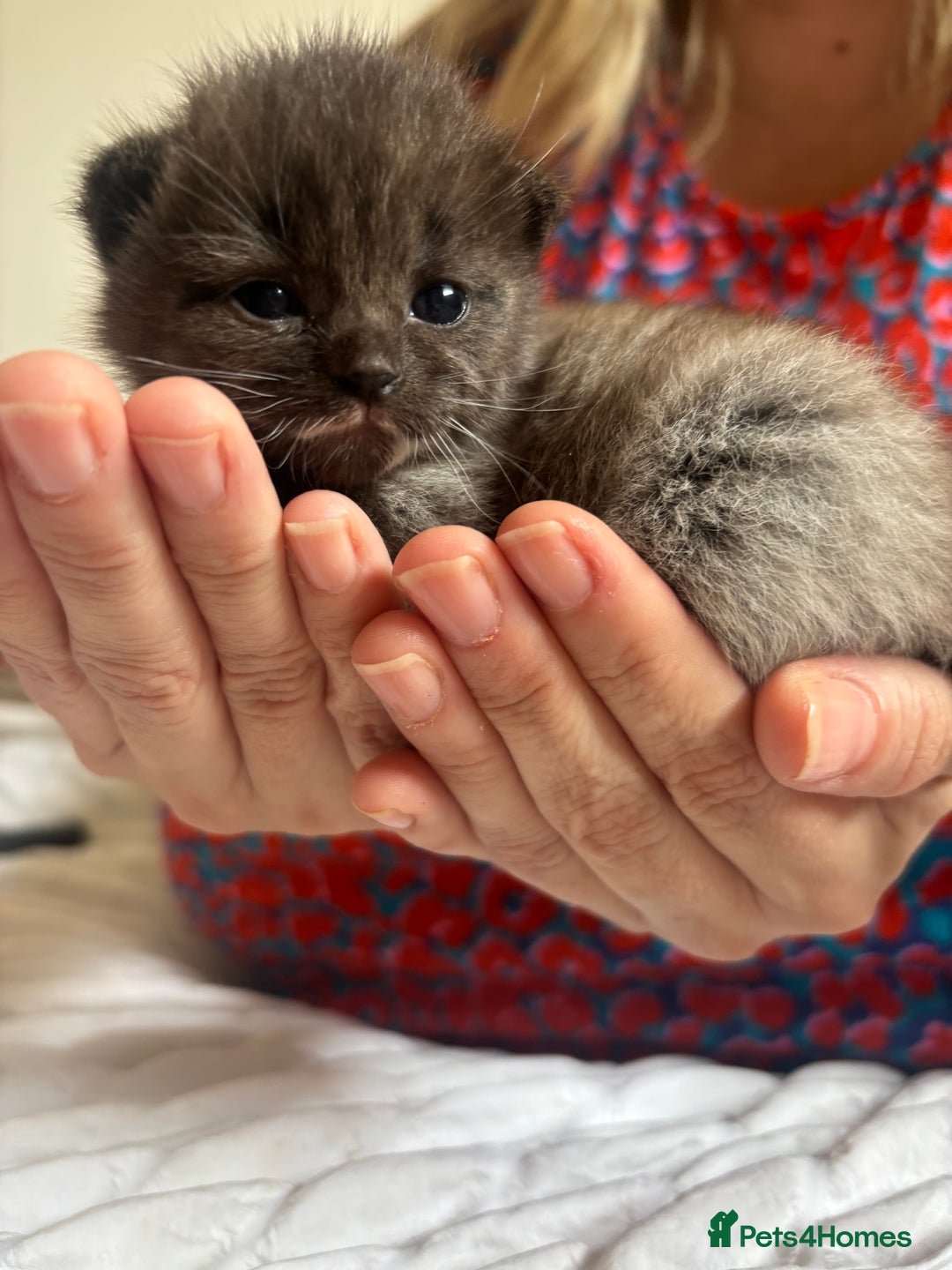 Mixed Breed cats for sale: Ragdoll X kitten for sale  - Image 1