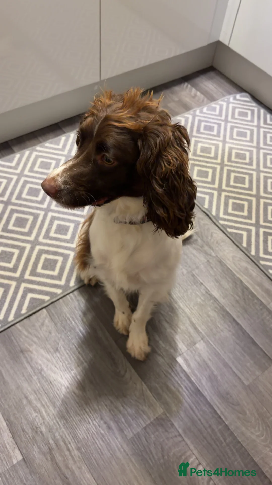 English Springer Spaniel dogs for sale: 1 year old English springer spaniel - Advert 2