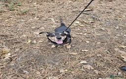 Jack Russell dogs for sale: Meet Dexter – Looking for His Forever Home - Image 2