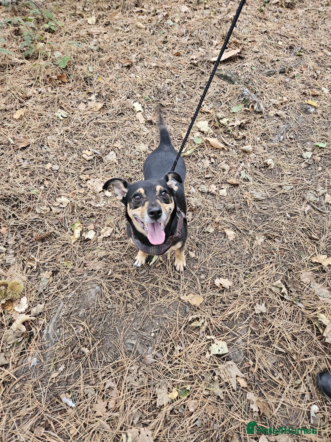 Jack Russell dogs for sale: Meet Dexter – Looking for His Forever Home - Image 2