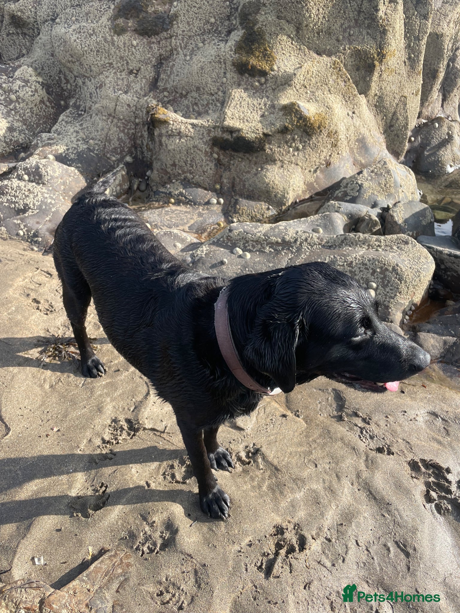 Labrador Retriever dogs Stunning little boy - Advert 14