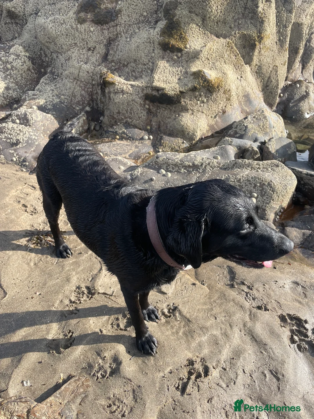 Labrador Retriever dogs for sale: Stunning little boy in Launceston - Advert 1
