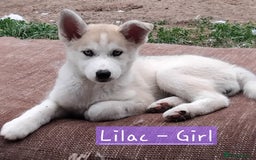 Mixed Breed dogs for sale: Shepsky  - Image 2