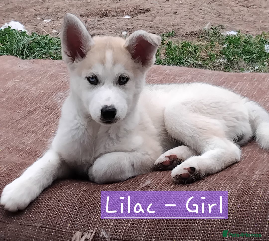 Mixed Breed dogs for sale: Shepsky  - Image 2