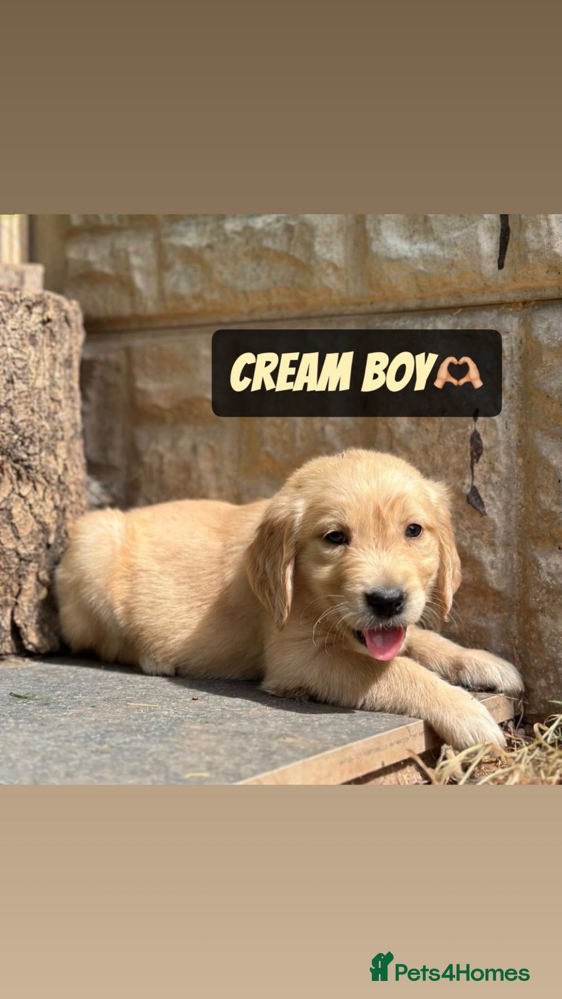 Golden Retriever dogs ADORABLE PEDIGREE GOLDEN RETRIEVER PUPPIES  - Advert 4