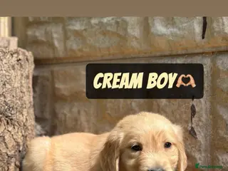 Golden Retriever dogs ADORABLE PEDIGREE GOLDEN RETRIEVER PUPPIES - Advert 4