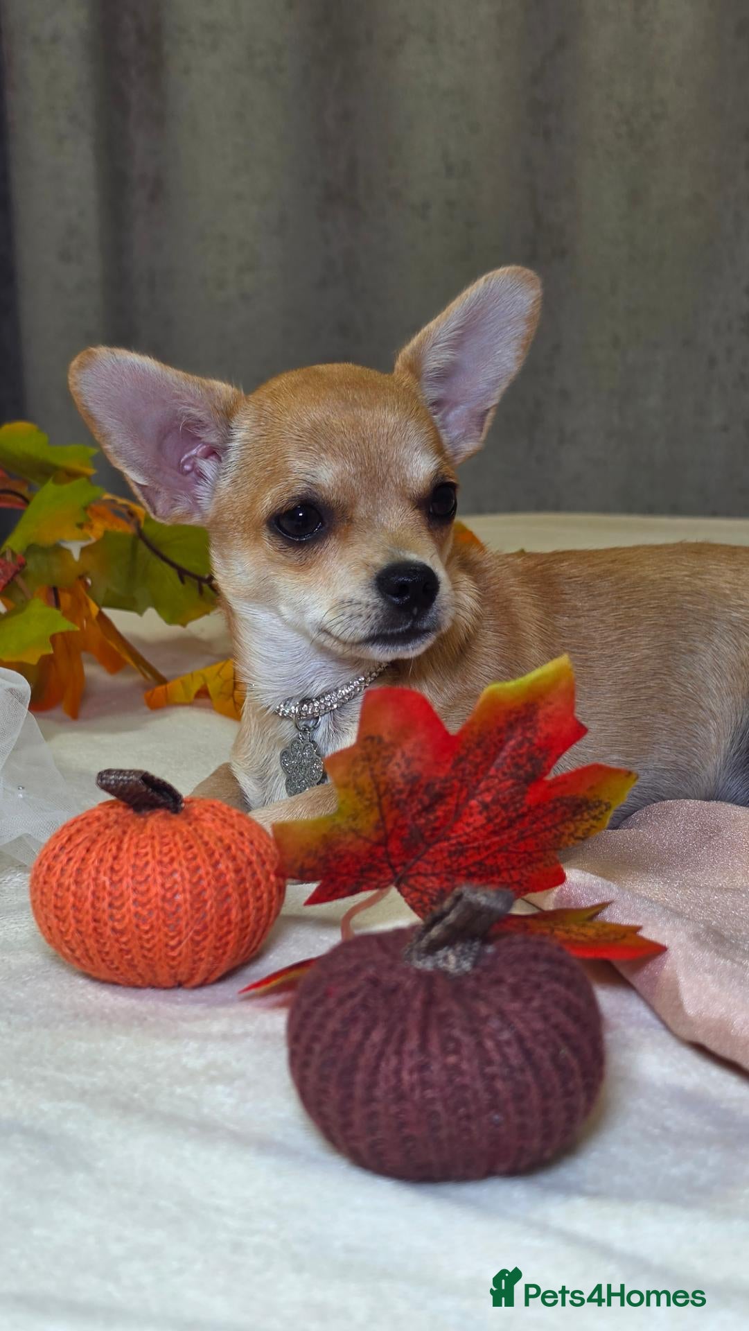 Chihuahua dogs 🐾Chihuahua Girl ready for forever loving homes - Advert 1