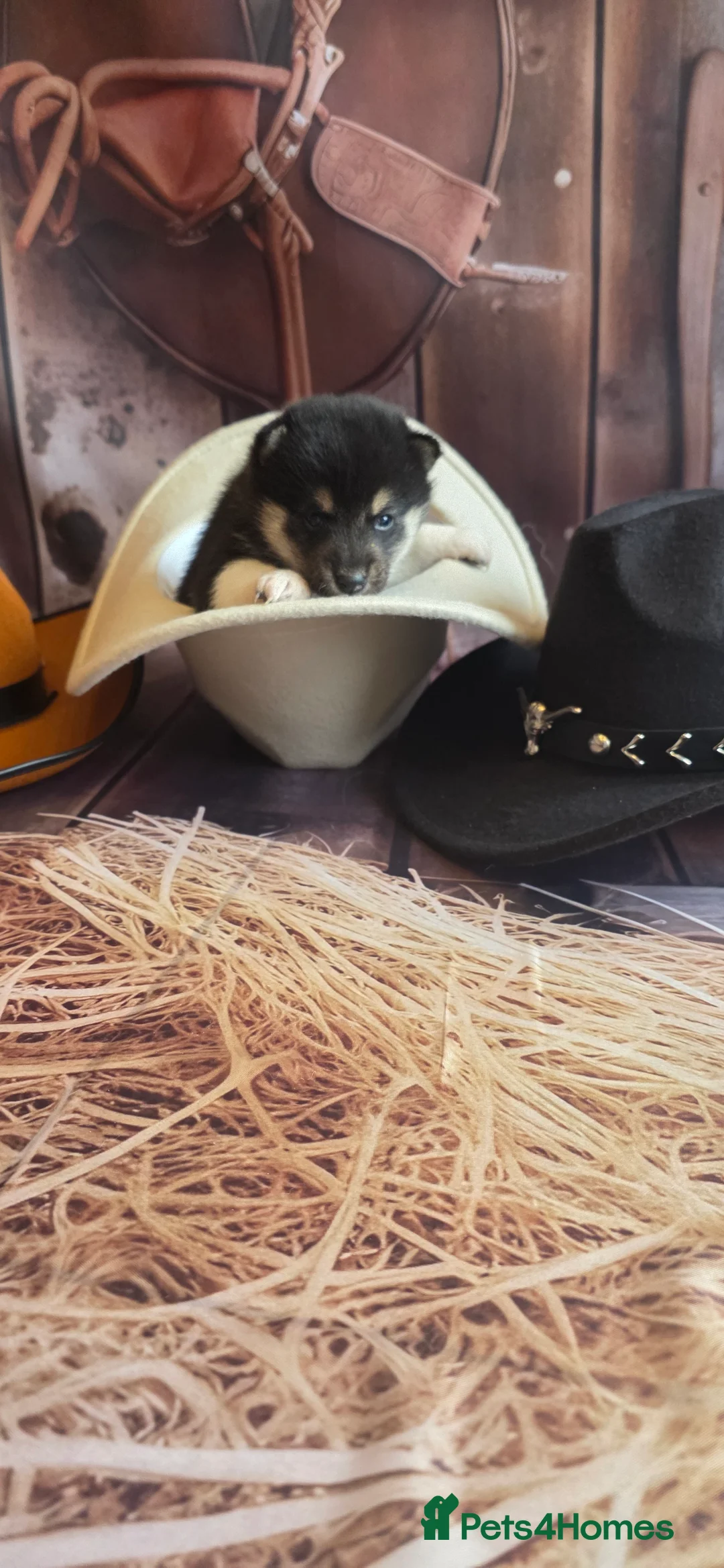 Japanese Shiba Inu dogs for sale: Outstanding Japanese Shiba Inu - Advert 17