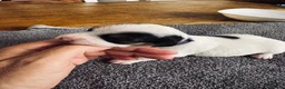 Jack Russell dogs for sale: 1 lovely little girl Jack russell  - Advert 6