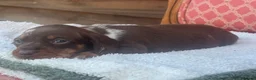 Miniature Dachshund dogs for sale: Miniature dachshunds puppies - Advert 8