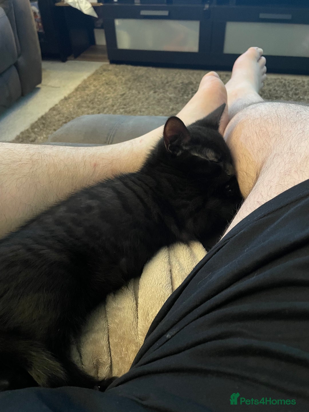 Mixed Breed cats for sale: Male mixed breed for rehoming  - Advert 1