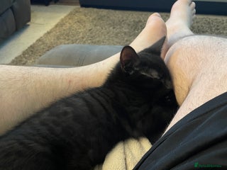 Mixed Breed cats Male mixed breed for rehoming - Advert 15