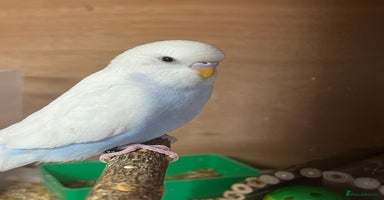 Budgerigars birds - Advert 8