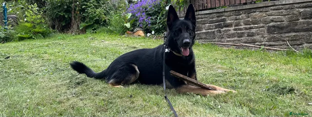 Kujo