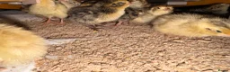 Quail poultry for sale: Coturnix Quail / English whits  - Advert 4