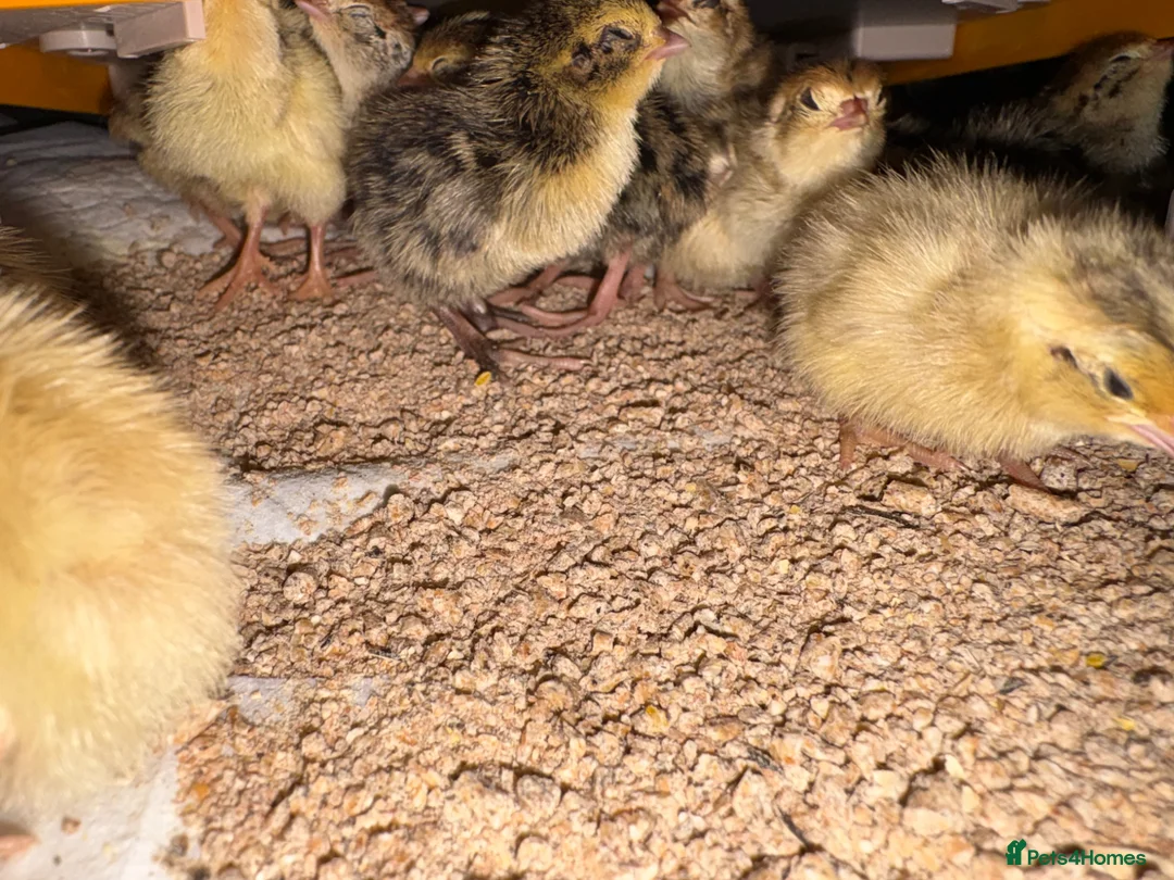 Quail poultry for sale: Coturnix Quail / English whits  - Advert 4
