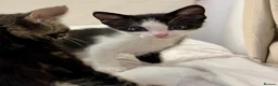 Mixed Breed cats for sale: 1 beautiful male kitten available now!  - Advert 8