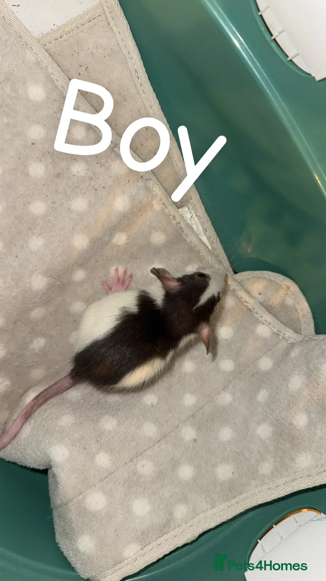 Rat rodents for sale: Baby rats mixed  - Advert 2