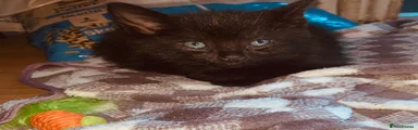 British Shorthair 3
