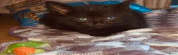 British Shorthair cats for sale: Lovely adorable Kittens FOR SALE Mixed Newquay  - Advert 5