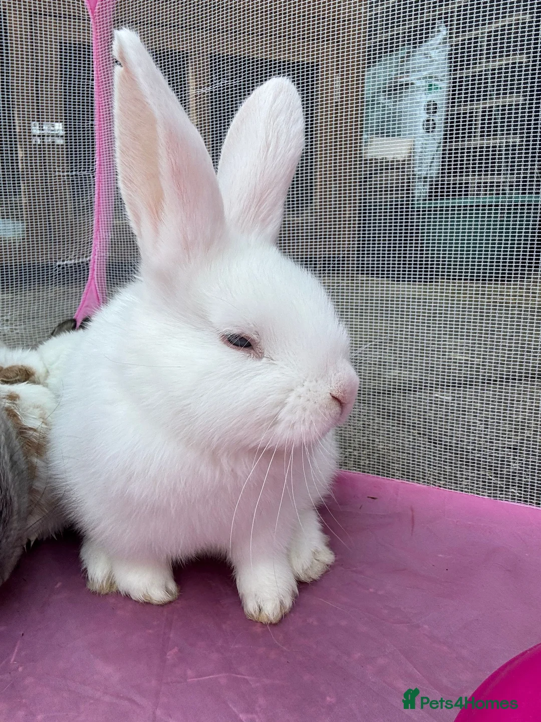 Mixed Breed rabbits for sale: 2x White bunnies in Sheffield - Advert 3
