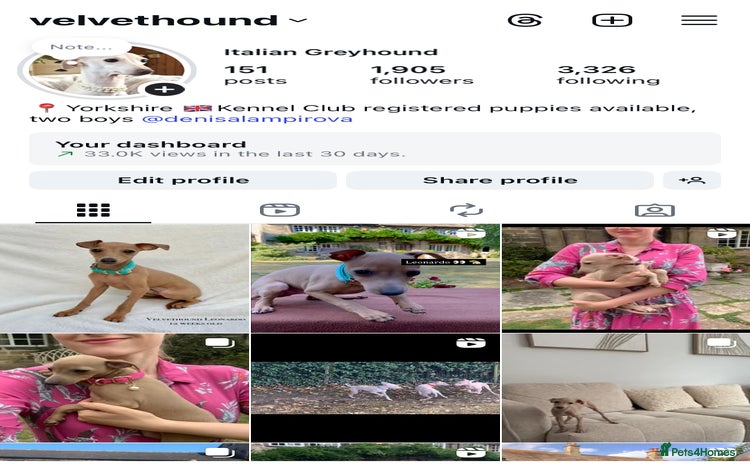 Italian Greyhound dogs in Leeds - Advert 10