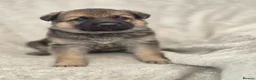 German Shepherd dogs for sale: German shepherd pups - Advert 19