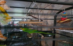 Parrots birds for sale: Burrabun/superb parrot for sale  - Image 2