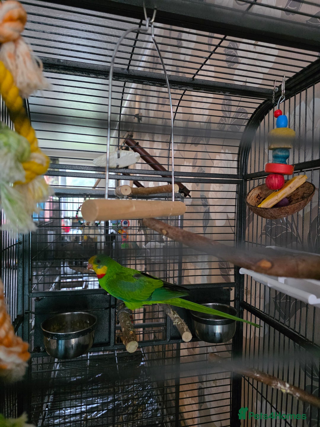 Parrots birds for sale: Burrabun/superb parrot for sale  - Image 2