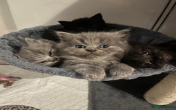 British Shorthair cats for sale: British Shorthair X Ragdoll *REDUCED* - Image 9
