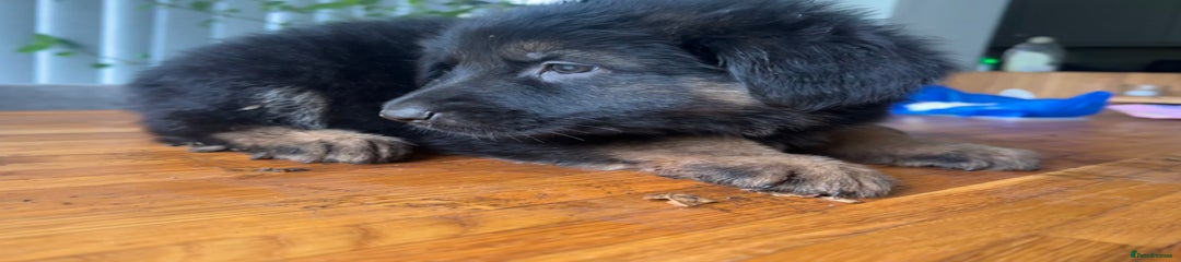 German Shepherd Puppy 6