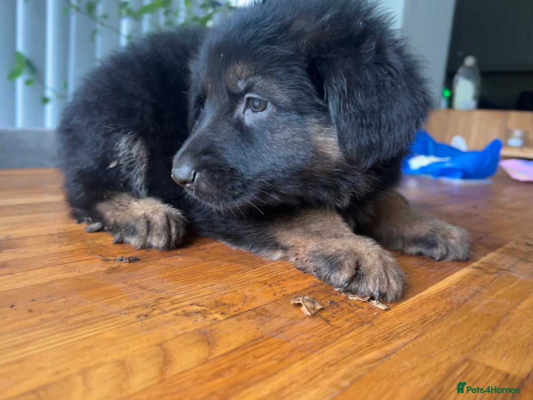 German Shepherd dogs for sale: German Shepherd Pups for Sale  - Image 7