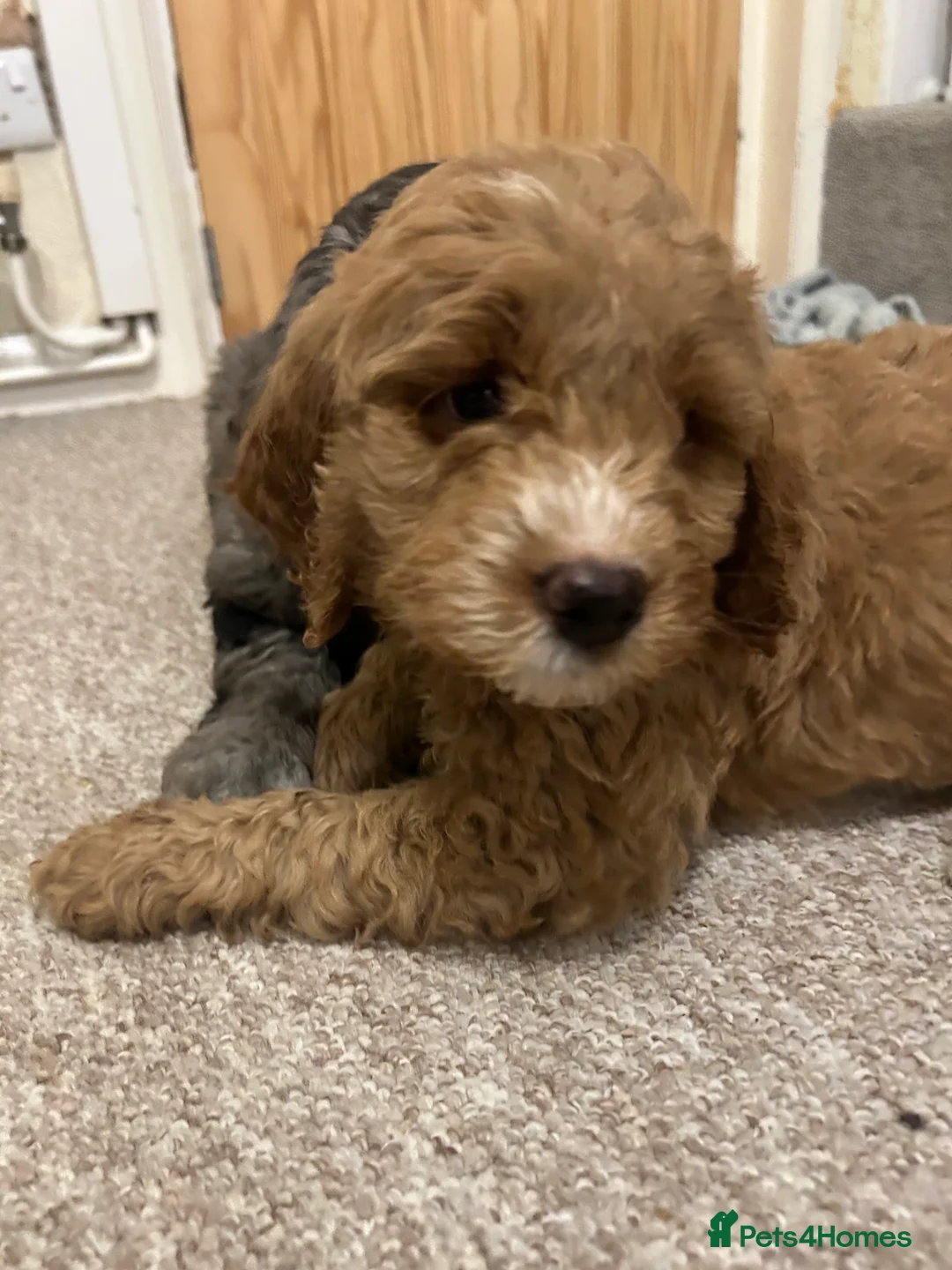 Mixed Breed dogs for sale: Australian Double doodle puppies  - Advert 20