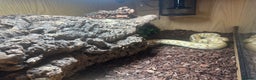Python Snake reptiles for sale: Ball python - Advert 6