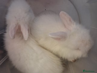 Lionhead rabbits Lionhead - Advert 20