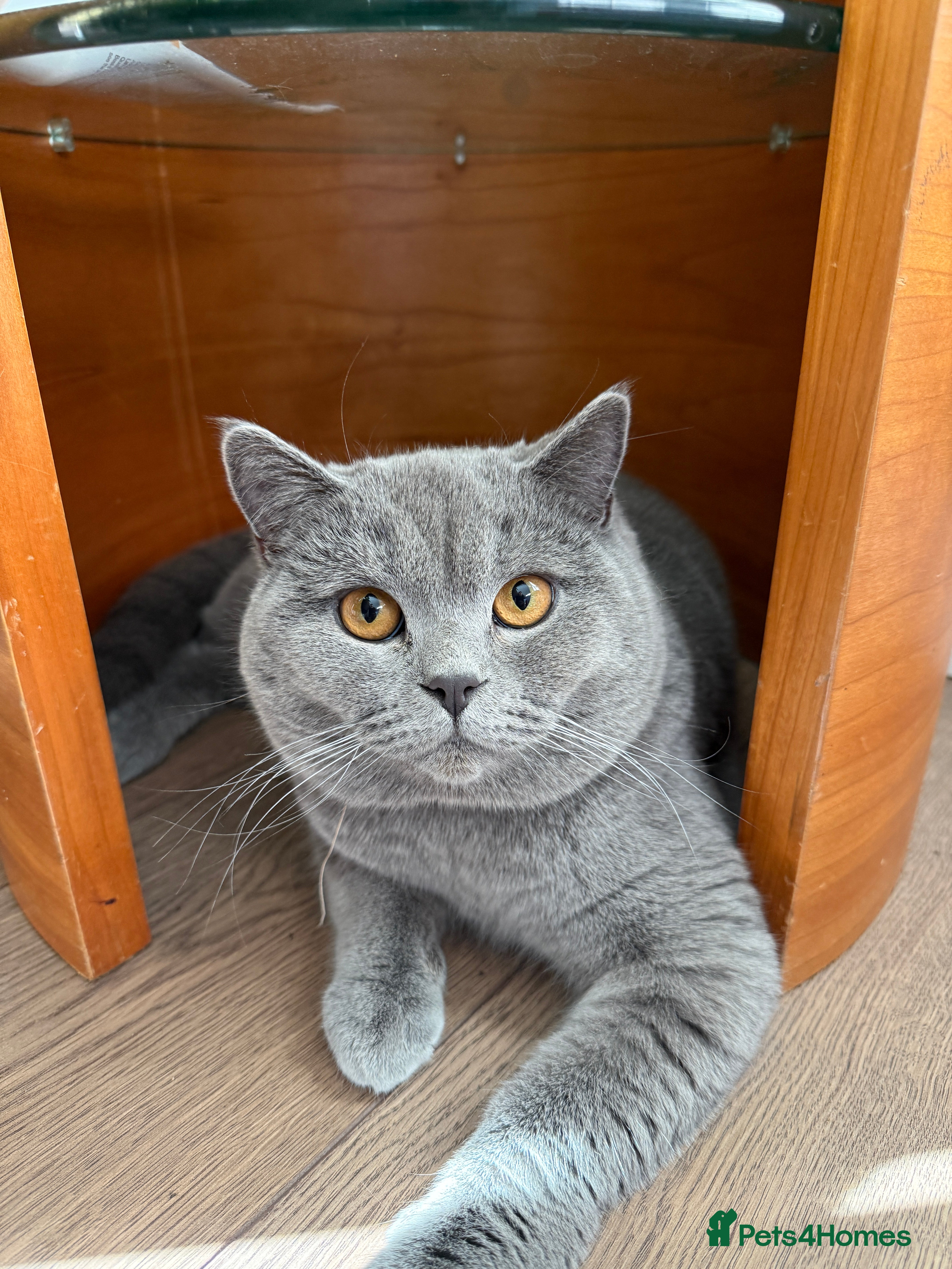 British Shorthair cats British Shorthair male –  stud available - Advert 1
