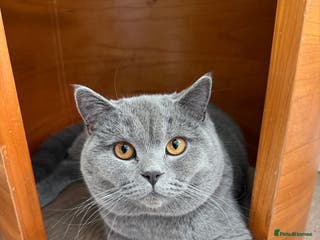 British Shorthair cats British Shorthair male – stud available - Advert 1