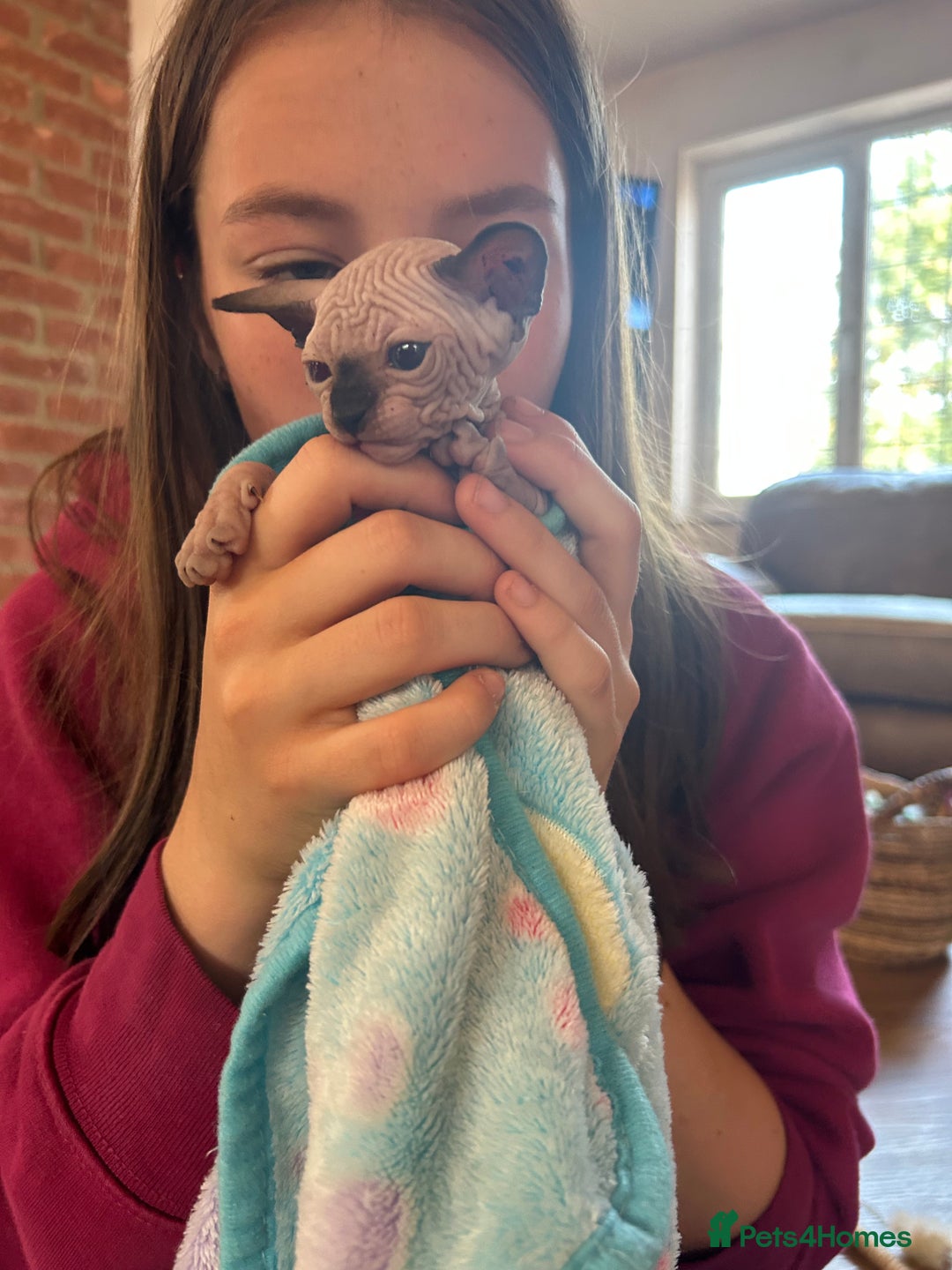 Sphynx cats for sale: Beautiful lot of Sphynx kittens from family pets - Image 15