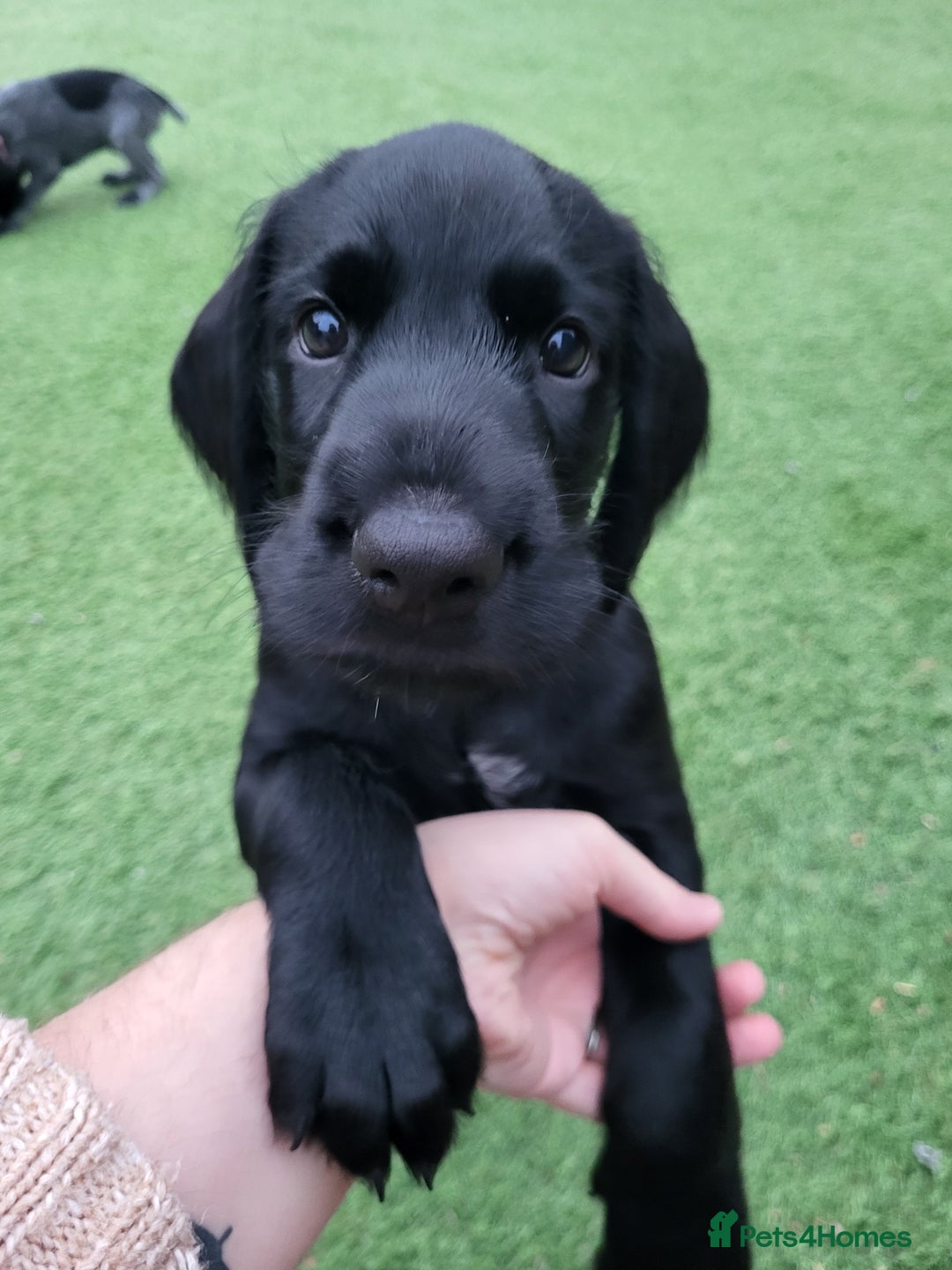 German Wirehaired Pointer dogs for sale: German Wirehaired Pointer puppies! - Image 11