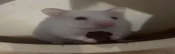 Hamster rodents for sale: Syrian baby hamsters, still looking for a home - Advert 4