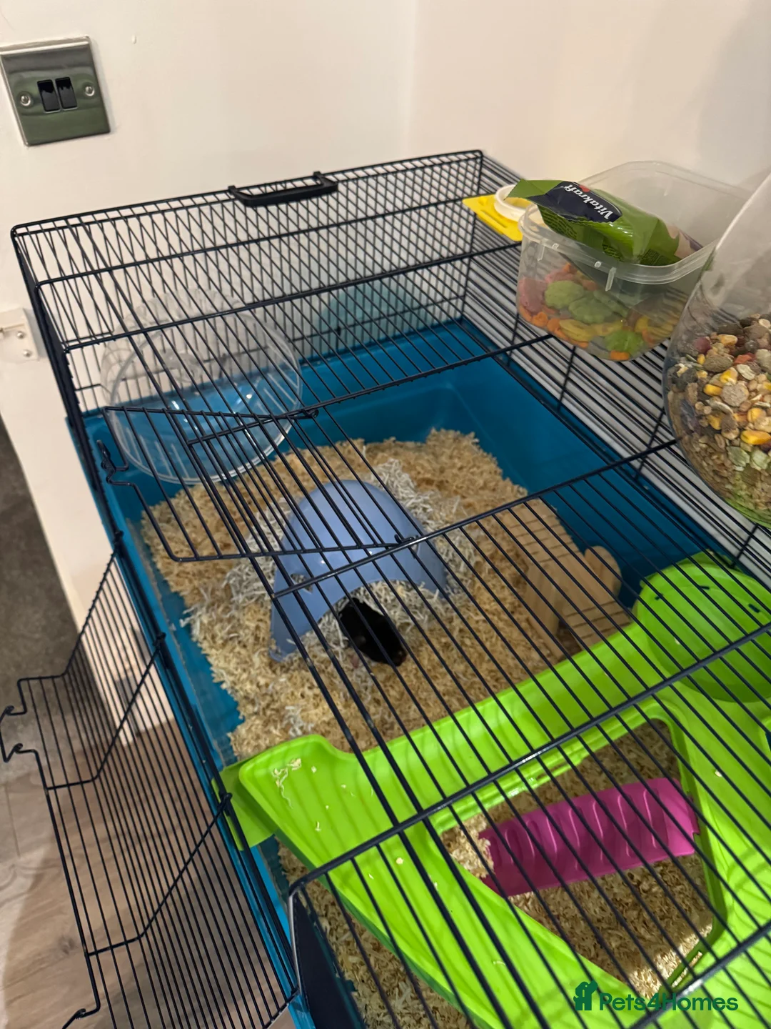 Hamster rodents for sale: Hamster and all accessories  - Advert 5