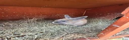 Mixed Breed rabbits for sale: Bunnies in Boldon Colliery - Advert 11