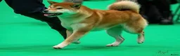 Japanese Shiba Inu dogs for sale: Exceptional Japanese Shiba Inu Puppies - Advert 11