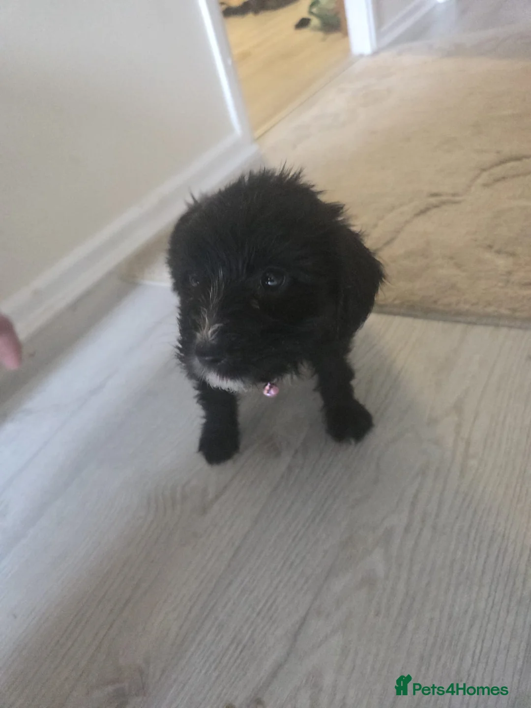 Cockapoo dogs for sale: Cockapoo - Advert 3